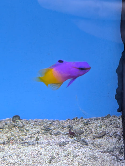 Gramma loreto Königs-Feenbarsch