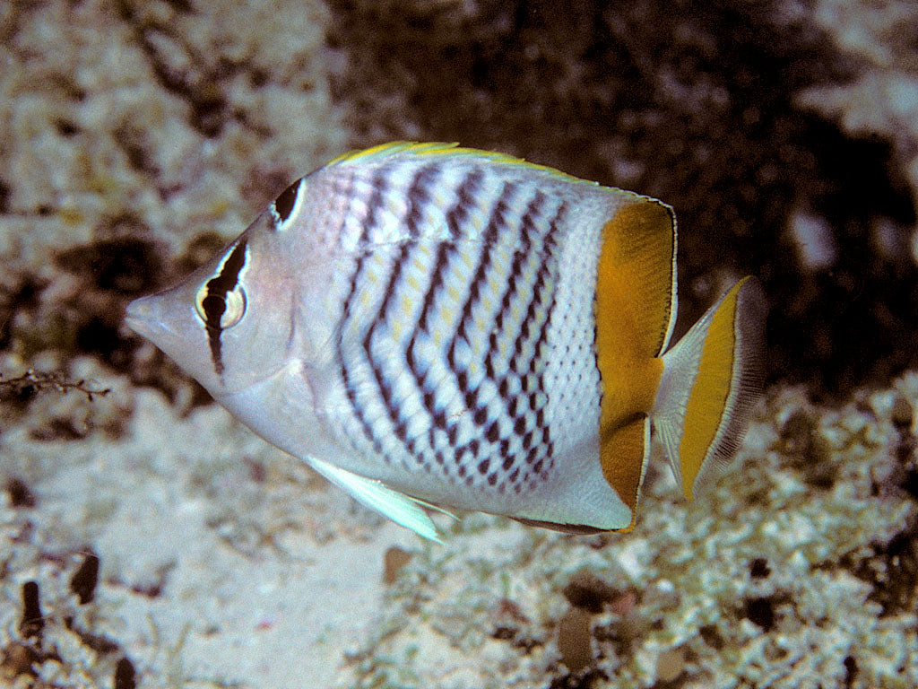 Chaetodon madagaskariensis Madagaskar-Winkelfalterfisch