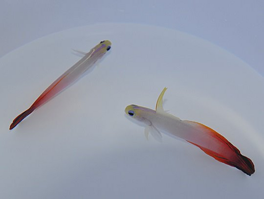 Nemateleotris magnifica - Südseevariante
Feuerschläfergrundel