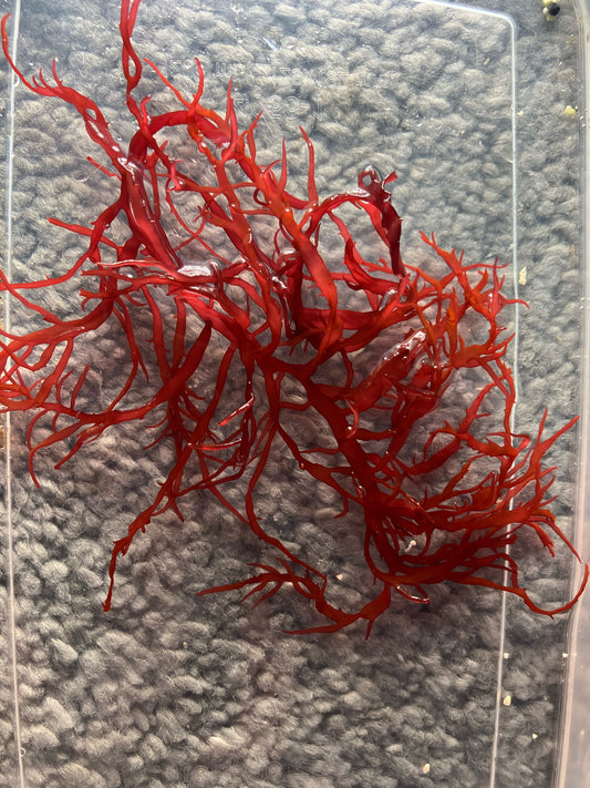 Rotalge/Macroalge Gracilaria curtissiae