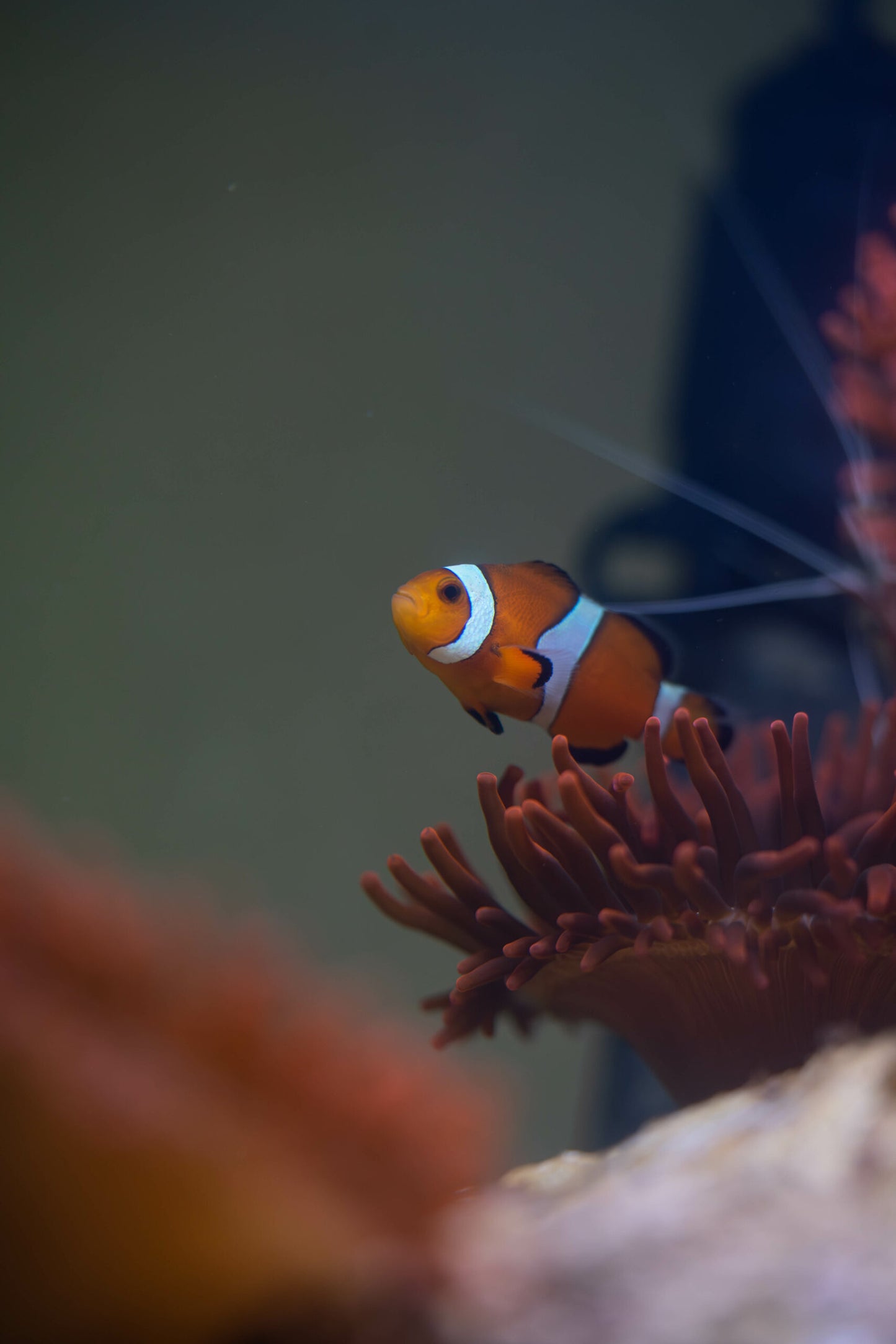 Amphiprion ocellaris Nachzucht "orange" Nachzucht