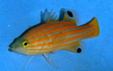 Rarität Liopropoma swalesi – Zwerg-Höhlenbarsch