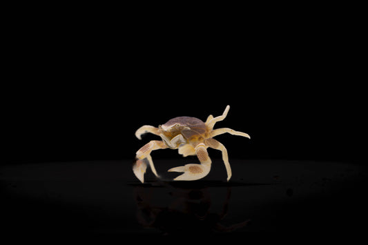 Neopetrolisthes ohshimai Ohshimas Porzellankrebs