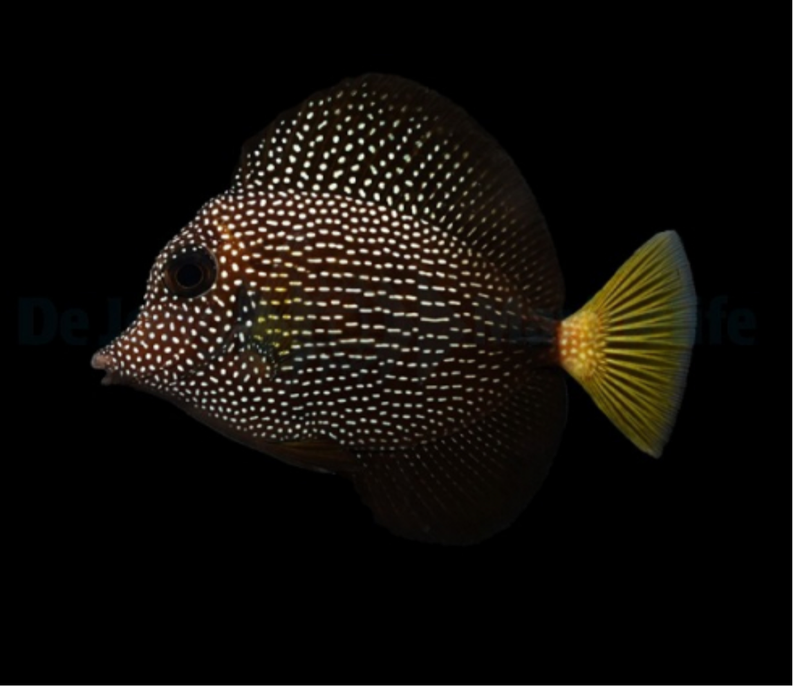 Mauritius Segelflossen Doktor – Zebrasoma gemmatum 3-4cm