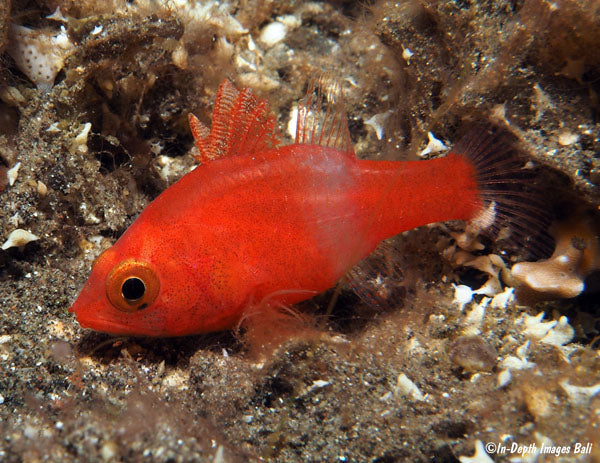 Fowleria flammea - Roter Kardinalbarsch