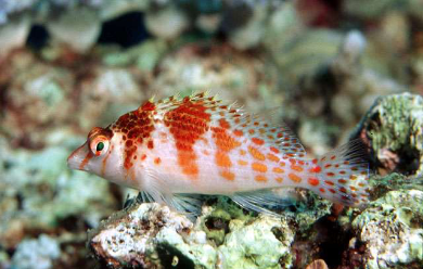 Cirrhitichthys falco – Zwergkorallenwächter