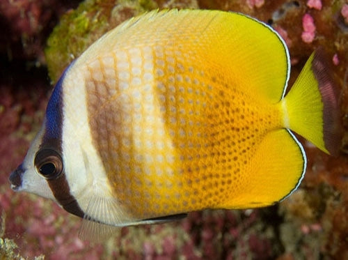 Chaetodon kleinii Falter-Glasrosenfrsser