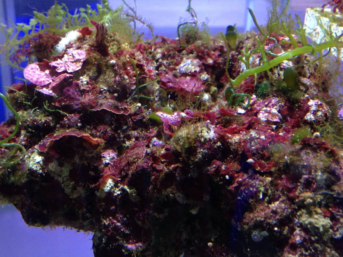 Lebendgestein aus Aquacultur/Top Qualität