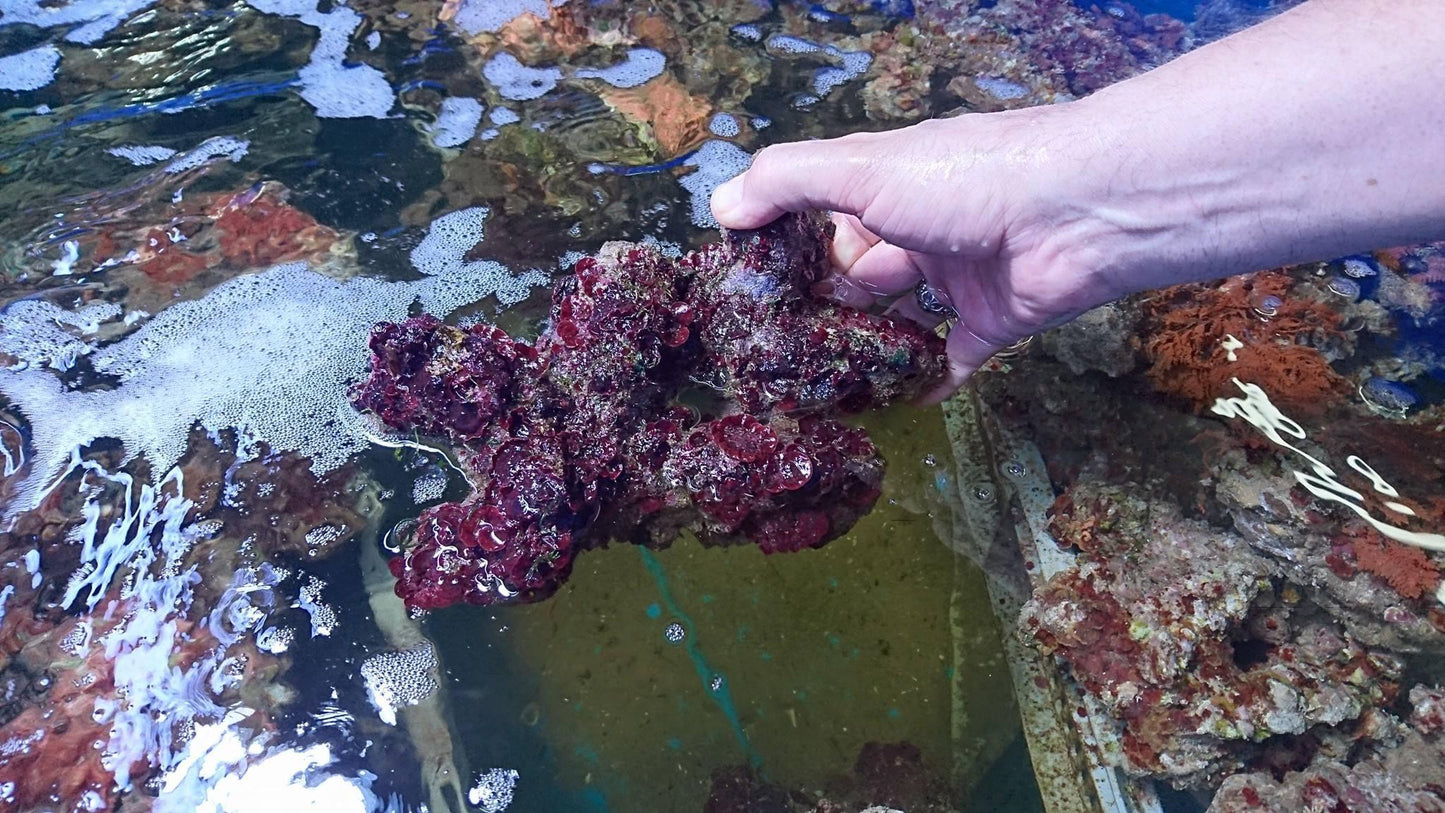 Lebendgestein aus Aquacultur/Top Qualität