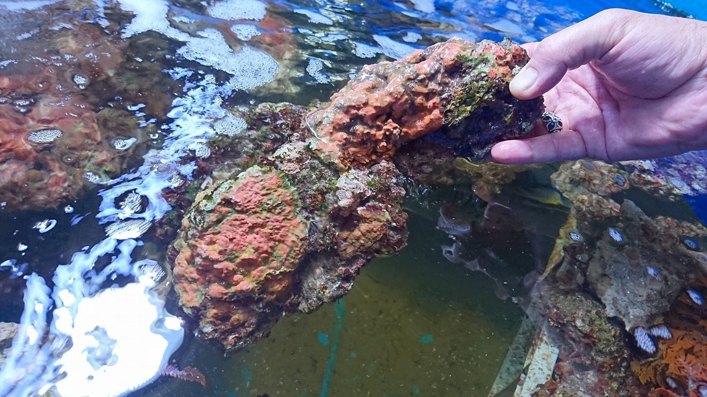 Lebendgestein aus Aquacultur/Top Qualität