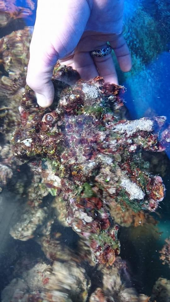 Lebendgestein aus Aquacultur/Top Qualität