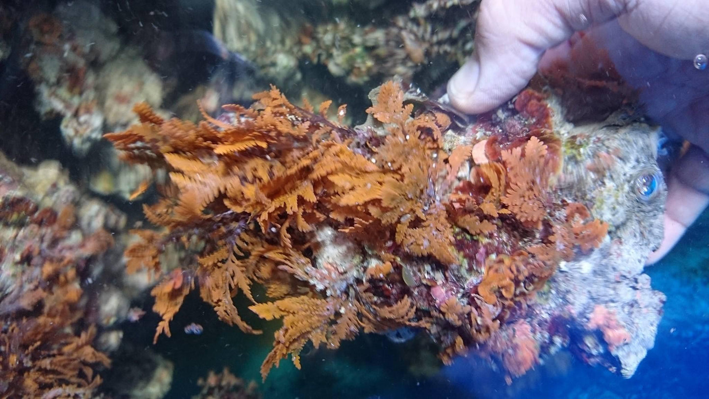 Lebendgestein aus Aquacultur/Top Qualität