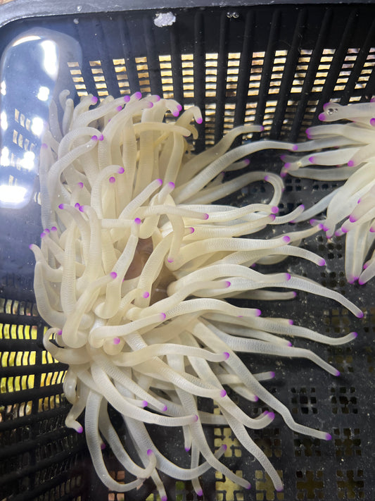 WYSIWYG Condylactis gigantea - Karibische Goldrose - Florida-Anemone - Weiss