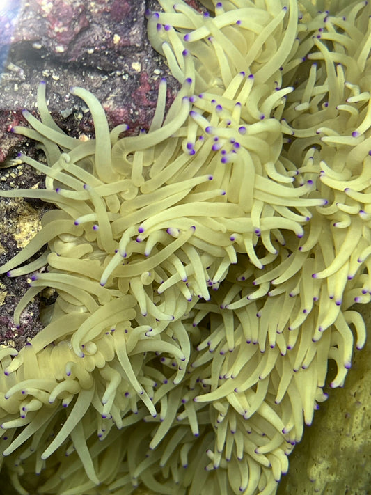 XXL Heteractis crispa Lederanemone WYSIWYG