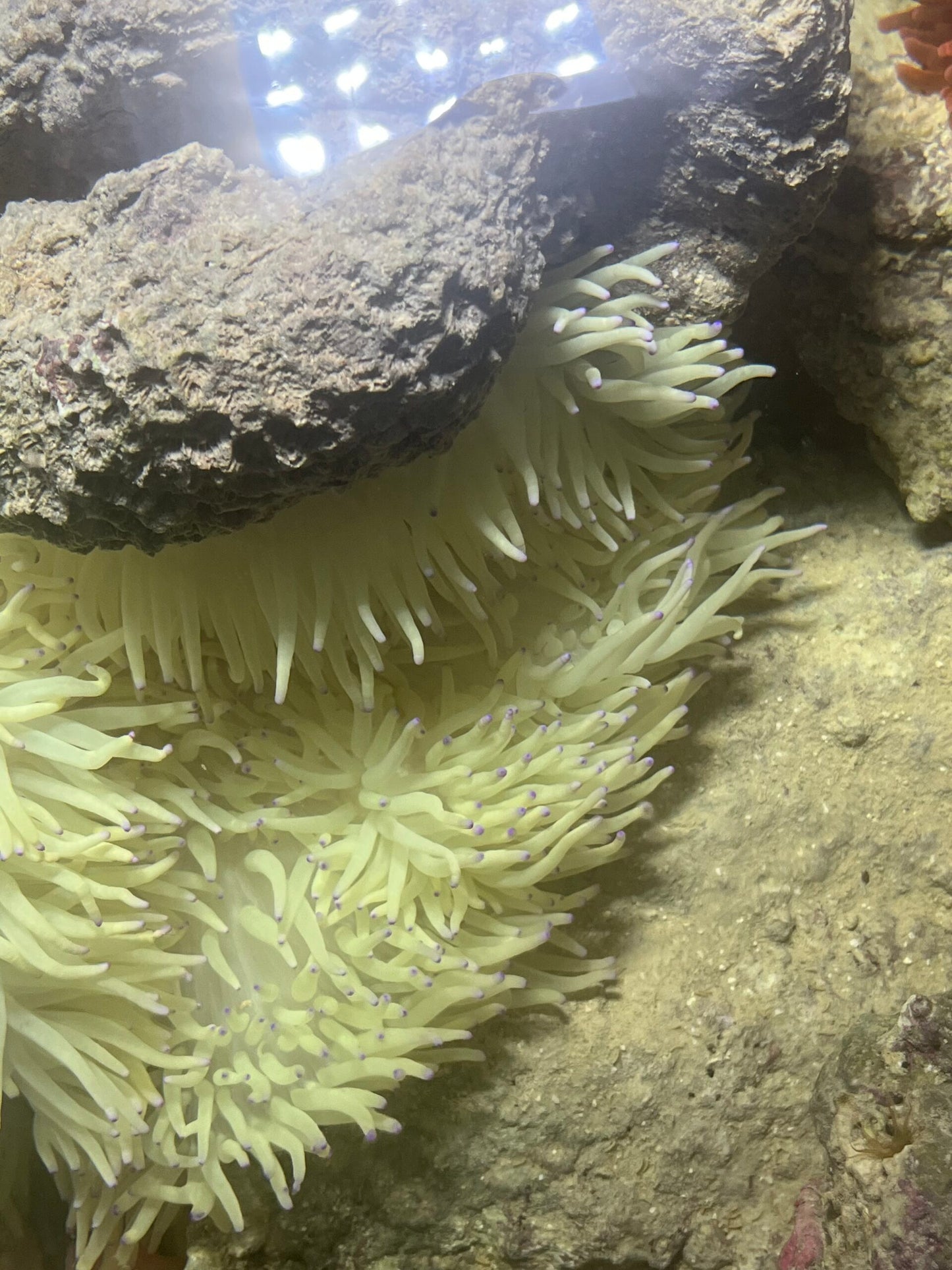 XXL Heteractis crispa Lederanemone WYSIWYG