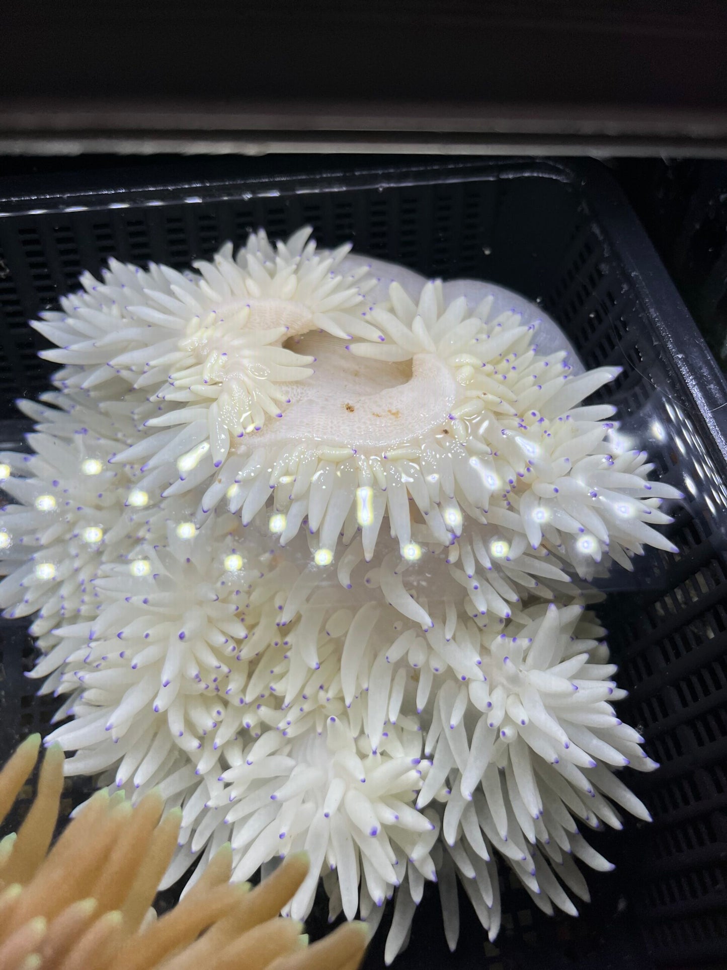 Heteractis crispa Lederanemone WYSIWYG