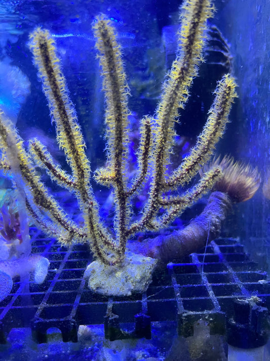 Menella sp. yellow WYSIWYG