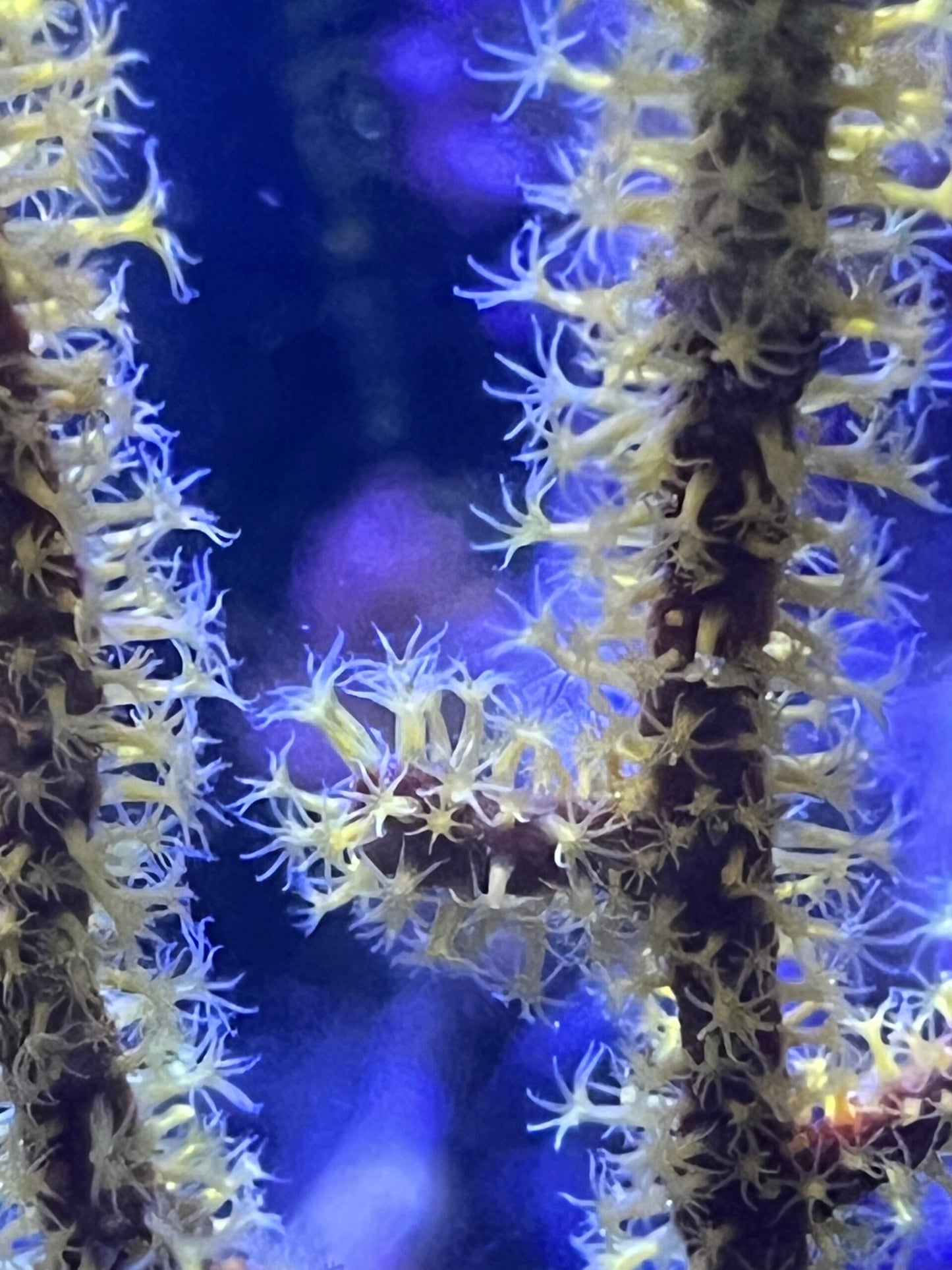 Menella sp. yellow WYSIWYG