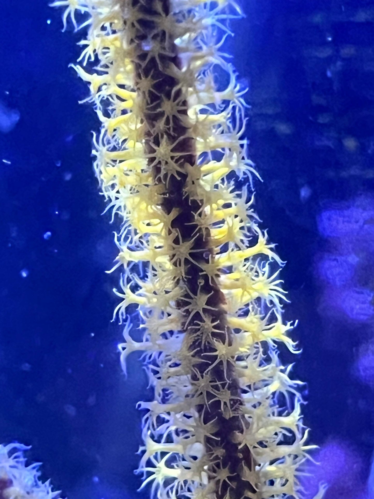 Menella sp. yellow WYSIWYG