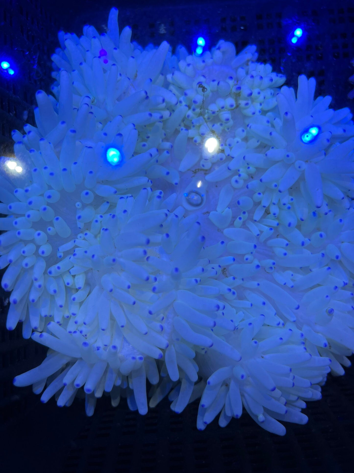 Xl Heteractis crispa Lederanemone WYSIWYG