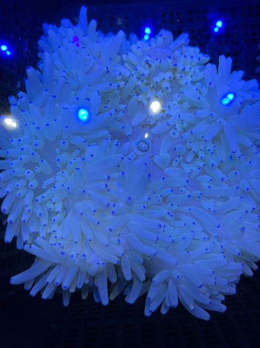 Xl Heteractis crispa Lederanemone WYSIWYG