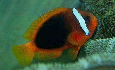 Amphiprion frenatus - Weißbinden-Anemonenfisch