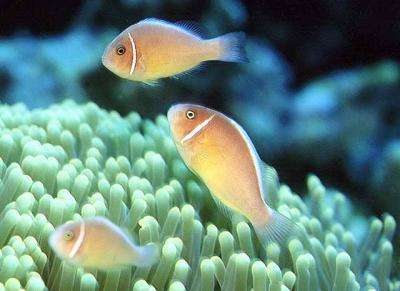 Amphiprion perideraion - Halsband-Anemonenfisch