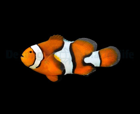 Amphiprion percula - Clown-Anemonenfisch (NZ)