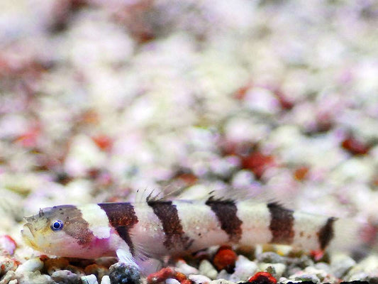 Astrabe spec. - Zebra-Grundel