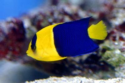 Centropyge bicolor Blaugelber Zwerkaiser