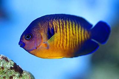 Centropyge bispinosa Streifen Zwergkaiser