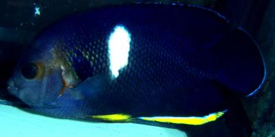 Centropyge tibicen Schlüsselloch Kaiserfisch