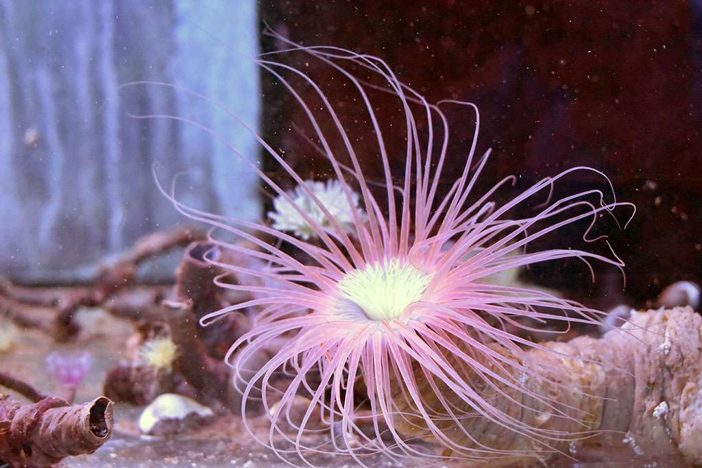 Cerianthus spec. - Zylinderrose