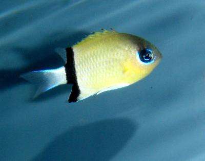 Chromis retrofasciata - Trauerband-Chromis