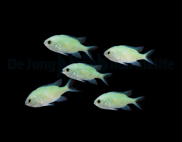Chromis virides Grünes Schwalbenschwänzchen