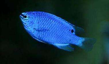 Chrysiptera cyanea - blauer Riffbarsch female