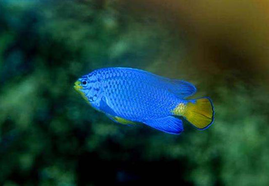 Chrysiptera cyanea - blauer Riffbarsch, oranger Schwanz male