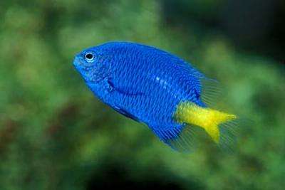 Chrysiptera parasema - Gelbschwanz-Riffbarsch