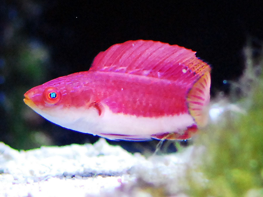 Cirrhilabrus cyanogularis Blaukehlen- Zwerglippfisch