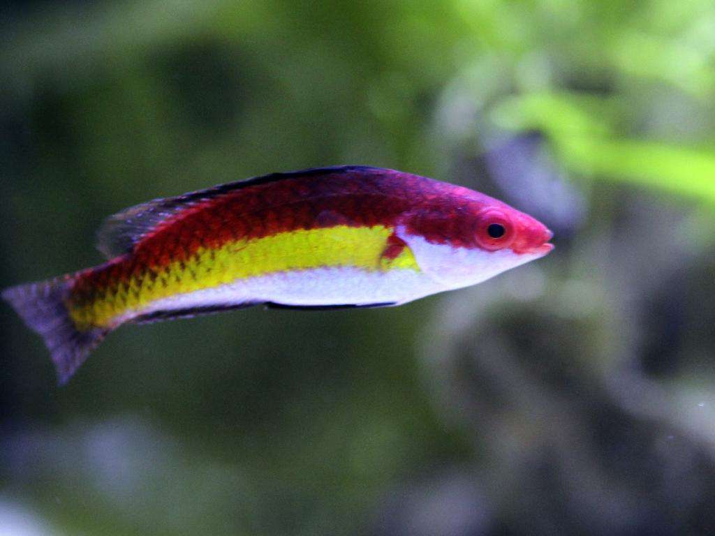 Cirrhilabrus naokoae - Naoko-Zwerglippfisch