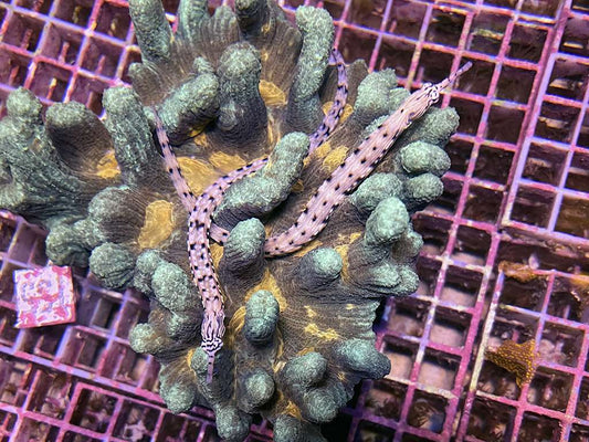 Corythoichthys sp. - Krokodilseenadel