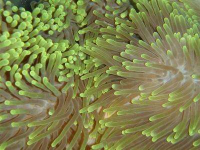 Heteractis magnifica - Prachtanemone (langtentaklige Anemone)