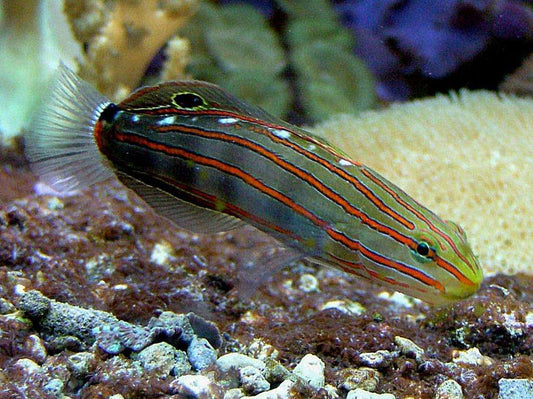 Koumansetta rainfordi - Rainfords Grundel