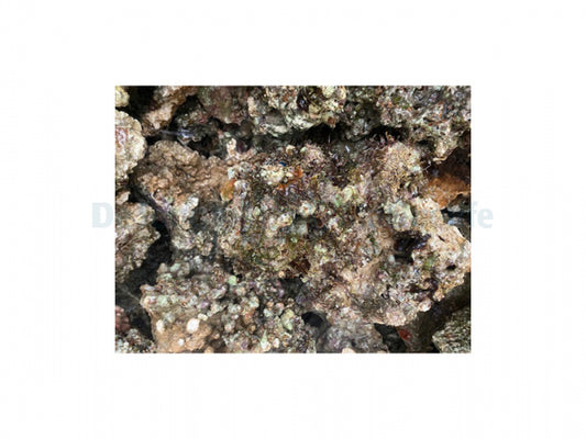 Lebend Gestein Karibik (P/kg)