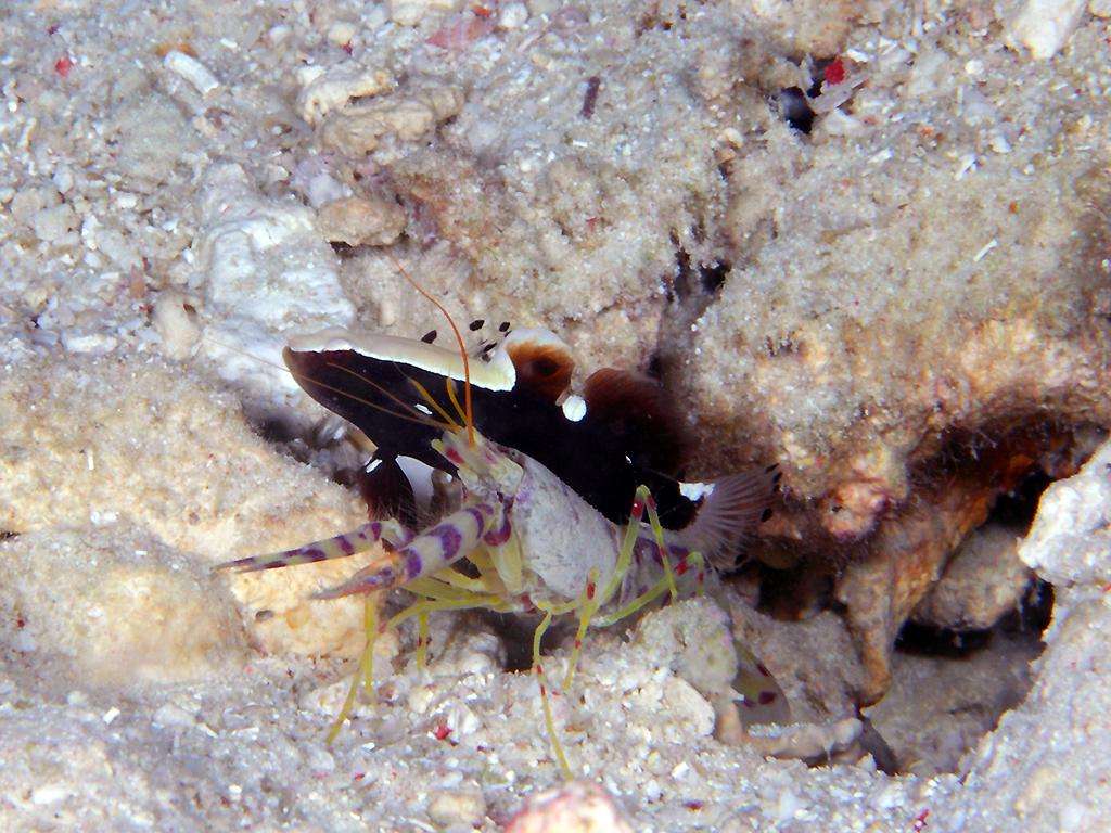 Rarität Lotilia graciliosa - Weißkappengrundel inkl. Partnerkrebs