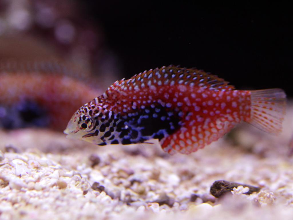 Macropharyngodon bipartitus Diamant Junker