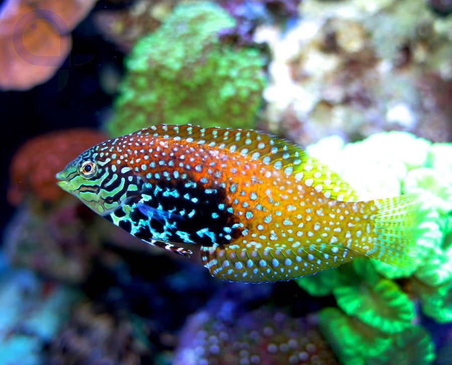 Macropharyngodon bipartitus Diamant Junker