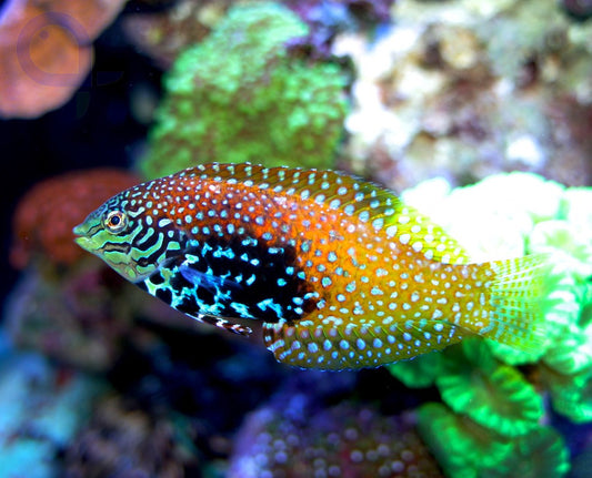 Macropharyngodon bipartitus Diamant Junker