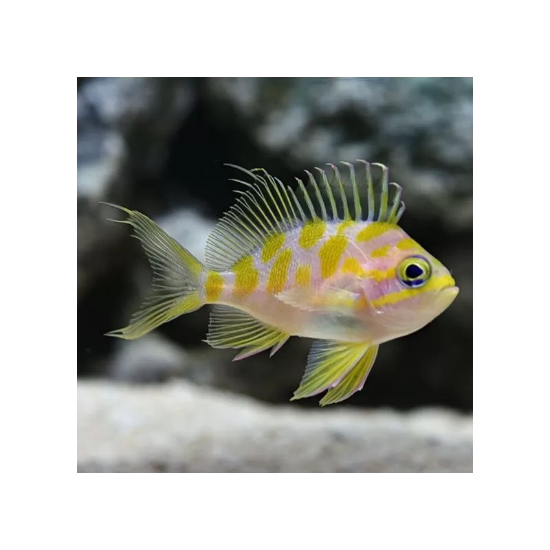 Rarität Odontanthias borbonius Tiefwasser Fahnenbarsch