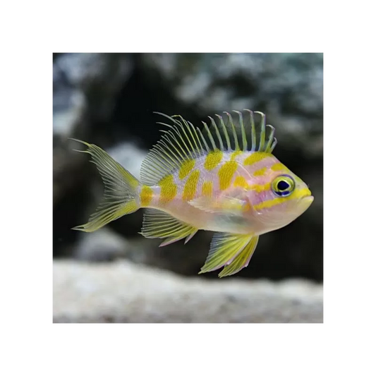 Rarität Odontanthias borbonius Tiefwasser Fahnenbarsch